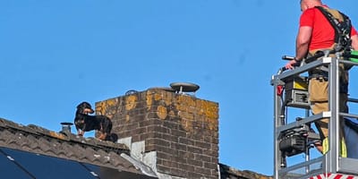 Teckel in Nijmegen wordt van dak gered door brandweer