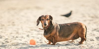 Overfed Dachshund