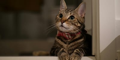 Teken de petitie tegen het afschieten van katten