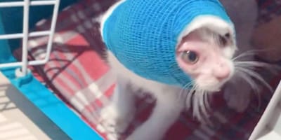 Teresita la chatte