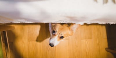 terremoto-granada-que-hacer-con-tu-perro