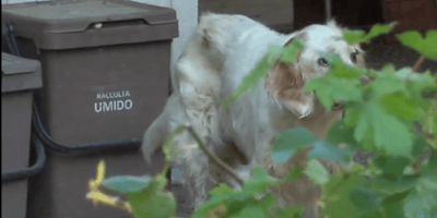 terremoto in campania