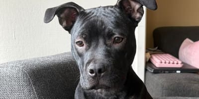 Terrier Houdini verdween en staat dag erna op marktplaats