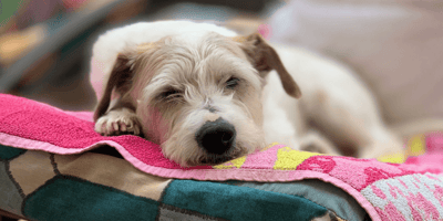 Terrier lying on a towel in the summer