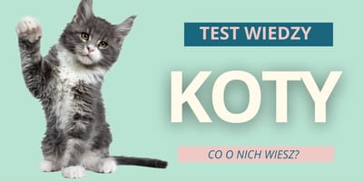 Test wiedzy o kotach quiz