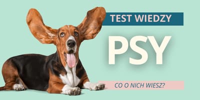 test wiedzy o psach