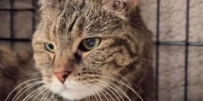 Thai la chatte