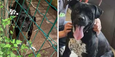 Der im Tierheim ausgesetzte Hund