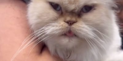 Senior cat Thomas