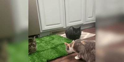 Three cats inspecting fake grass