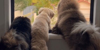 Three dogs looking out of the window