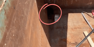 Three kittens abandoned in a dumpster