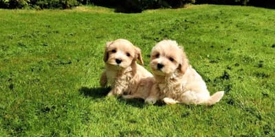 Tientallen zieke pups in Brabant. Wat speelt er?