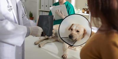 Tierarzt sieht sich Röntgenbild an