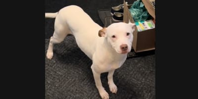 Suczka ze schroniska w nowym domu