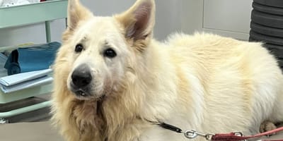 Tierheim-Hund Alaska