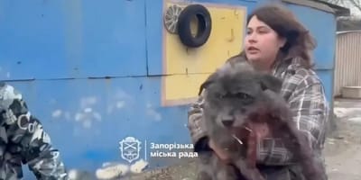 Tierschützerin trägt verletzten Hund