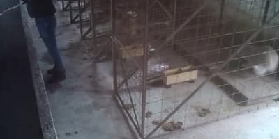 Tierschutzskandal in Rumänien