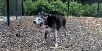 Tigger, un chien âgé sur le point d'être euthanasié