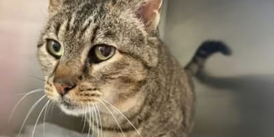 tigri-gata-en-adopcion