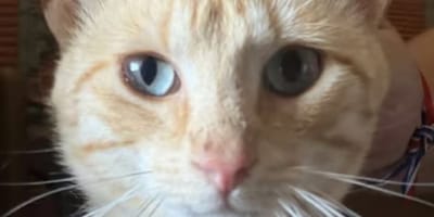 tiki-gato-adopcion