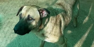 tina-perra-adopcion-mazarron