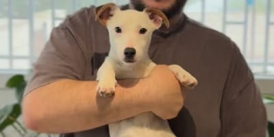 tintin-cachorro-abandonado-por-reyes