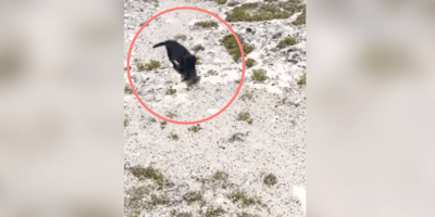 Cachorro negro diminuto abandonado en la playa