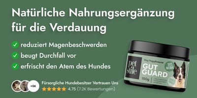 Tipps für eine gesunde Verdauung bei Hund