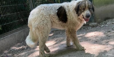 Tirio, chien à adopter