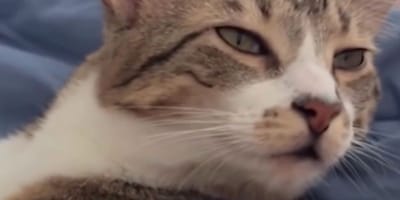 Toby le chaton