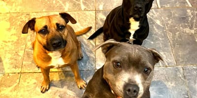 Tom en zijn drie Engelse Staffords werden geweigerd op hun vlucht