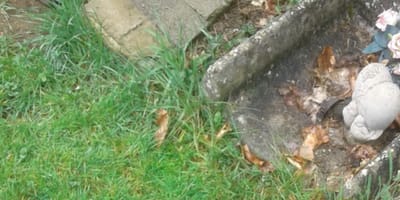 Tombe d'un chien