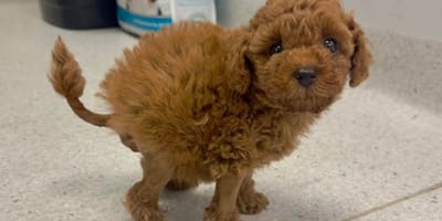 Tootsie, nietypowy cavapoo