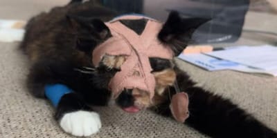 Tortoiseshell cat after surviving balcony fall