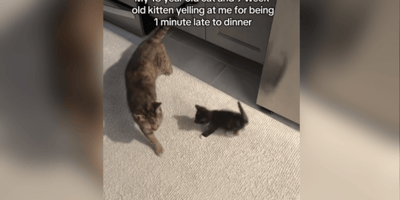 Tortoiseshell cat and little kitten in living room