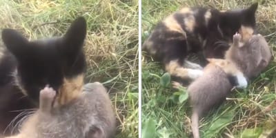 Chat écaille de tortue toilettant un rat