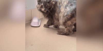 Tortoiseshell cat licking the butter dish