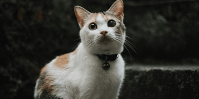 Tortoiseshell cat looking at camera