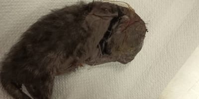 Totes Katzenbaby