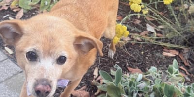 Ariana Grandes Hund Toulouse