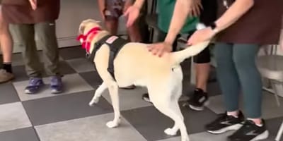 Cagnolina beige passa tra i volontari del rifugio.