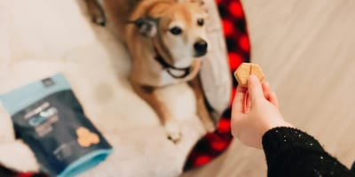 traktatie voor hond