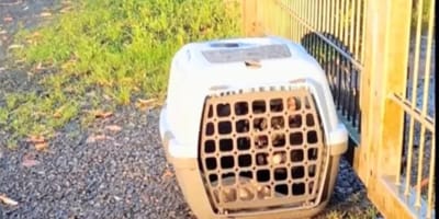 Transportbox am Tierheim-Zaun abgestellt