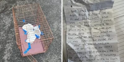 Jaula de transporte y carta