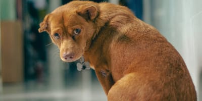 Trauriger brauner Hund