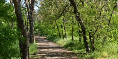 Trauriger Fund in einem Wäldchen