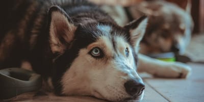 Trauriger Tschechoslowakischer Wolfshund
