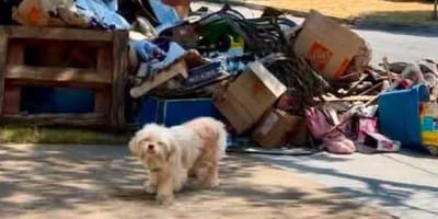 Treasure la chienne