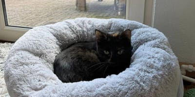 Treinpoes Sprinter is geadopteerd